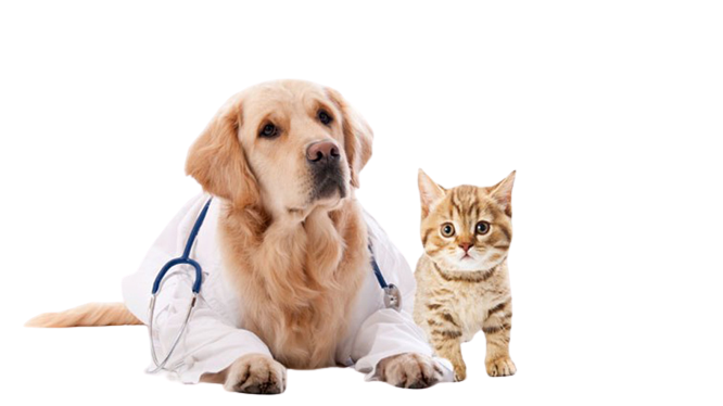 Clínica médica veterinária