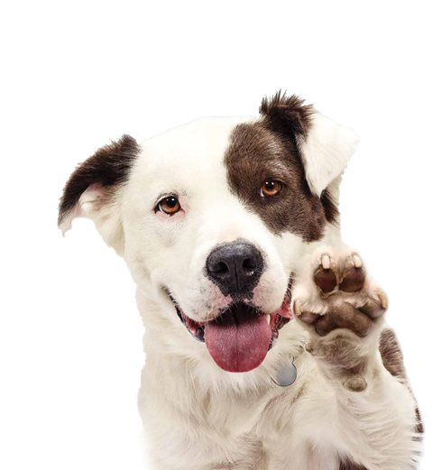 Equipe da Ouro Trato atendendo um cão