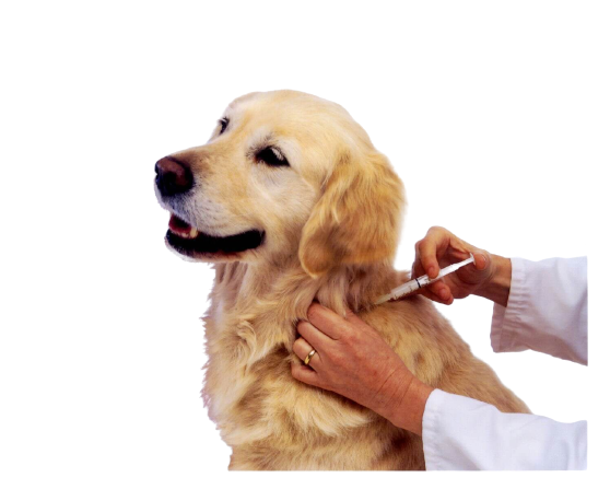 Vacinação para cães e gatos